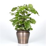 Exotic Angel Plants presents Aralia Balfouriana