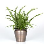 Exotic Angel Plants presents Fern Lemon Button