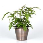 Exotic Angel Plants presents Fern Maiden Hair