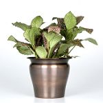 Exotic Angel Plants presents Fittonia Juanita