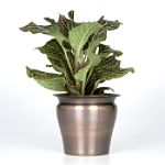 Exotic Angel Plants presents Fittonia Red Vein
