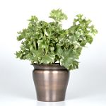 Exotic Angel Plants presents Ivy Lauren's Lace