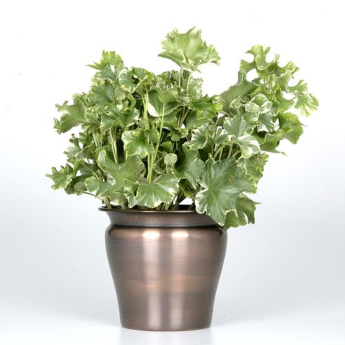 Exotic Angel Plants presents Ivy Lauren's Lace