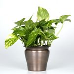 Exotic Angel Plants presents Pothos Golden