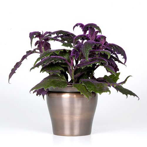 Exotic Angel Plants presents Purple Passion