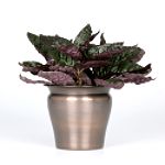 Exotic Angel Plants presents Purple Waffle