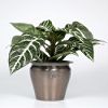 presents Aphelandra Zebra
