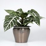 Exotic Angel Plants presents Aphelandra Zebra