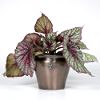 presents Begonia Rex