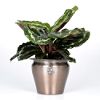 presents Calathea Medallion