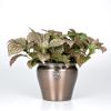 presents Fittonia Juanita
