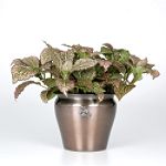 Exotic Angel Plants presents Fittonia Juanita
