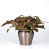presents Fittonia Red Anne