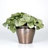 presents Fittonia White Anne