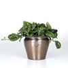 presents Silver Philo