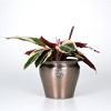 presents Stromanthe Triostar