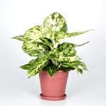 Exotic Angel Plants presents Dieffenbachia Sparkles