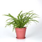 Exotic Angel Plants presents Fern Lemon Button