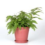 Exotic Angel Plants presents Fern Maiden Hair