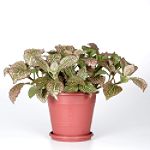 Exotic Angel Plants presents Fittonia Juanita