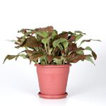 Exotic Angel Plants presents Fittonia Red Anne