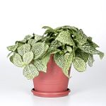 Exotic Angel Plants presents Fittonia White Anne