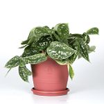 Exotic Angel Plants presents Silver Philo
