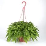 Exotic Angel Plants presents Fern Delilah