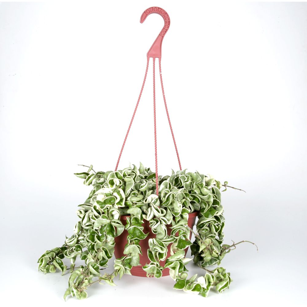 Exotic Angel Plants presents Hoya Regalis