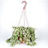presents Hoya Regalis