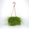 presents Rhipsalis Trailing