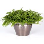 Exotic Angel Plants presents Fern Delilah