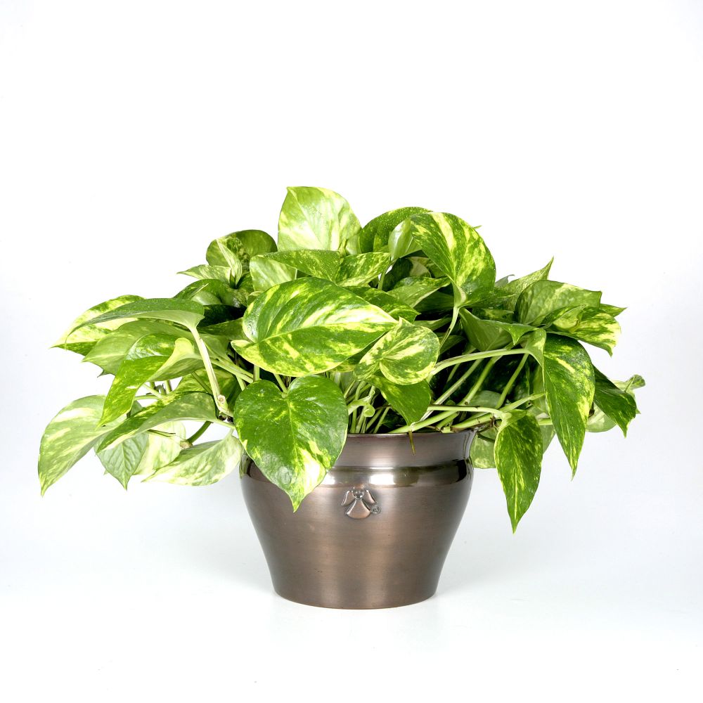 Exotic Angel Plants presents Pothos Golden