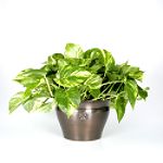 Exotic Angel Plants presents Pothos Golden