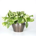 Exotic Angel Plants presents Pothos Marble Queen