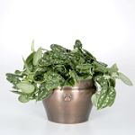 Exotic Angel Plants presents Silver Philo