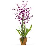 Nearly Natural Dancing Lady Silk Orchid Arrangement w/Moss Pot