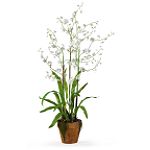 Nearly Natural Dancing Lady Silk Orchid Arrangement w/Moss Pot