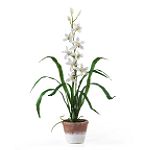 Nearly Natural Cymbidium w/White Wash Pot