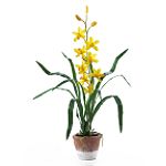 Nearly Natural Cymbidium w/White Wash Pot