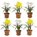 Nearly Natural American Daffodil w/Brown Pot (Set of Six)