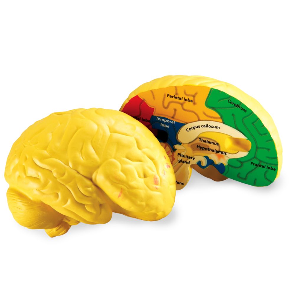 Learning Resources Cross Section Human Brain Model