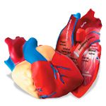 Etoys Cross Section Human Heart Model