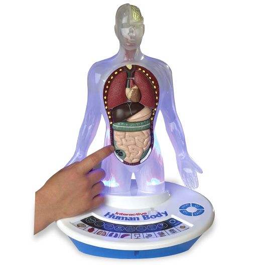 Interactive Light-Up 3-D Human Body