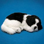 Distributoys Border Collie