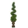 6 ft. Topiary in Urn