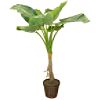 6 ft. Caladium (Elephant Ear) Plant